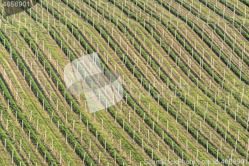 Image of Close-up on the texture of vineyard