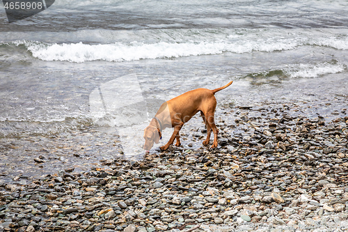 Image of red Weimaraner dog drinking at lake Wakatipu New Zealand