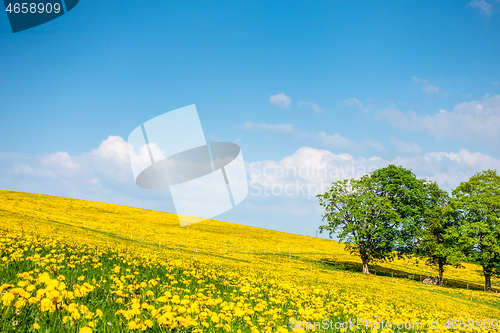 Image of a beautiful yellow dandelion meadow