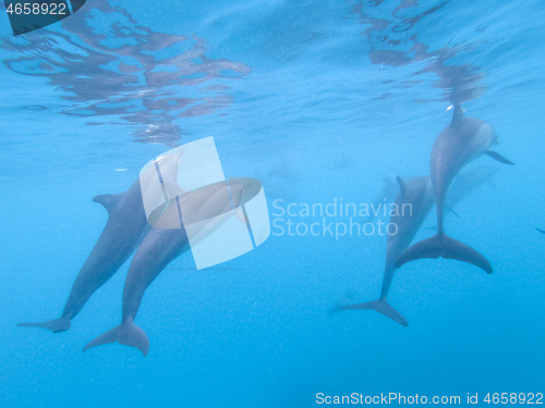 Image of Flock of dolphins playing in the blue water near Mafushi island, Maldives