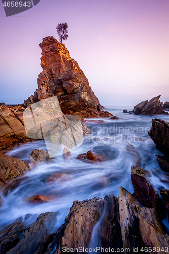 Image of Solitary lone tree on a rock stands firm against the elements