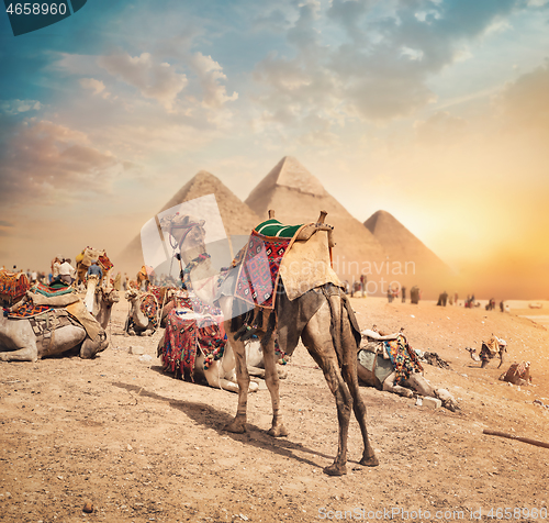 Image of Camels near pyramids 