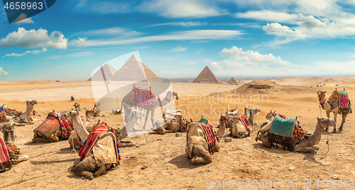 Image of Camels at day