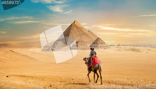 Image of Camel and the Pyramids