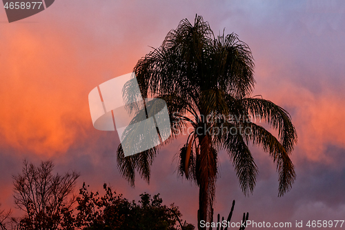 Image of Tropical sunset sky with palm tree