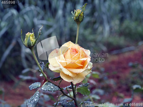 Image of Yellow rose in garden with rain drops