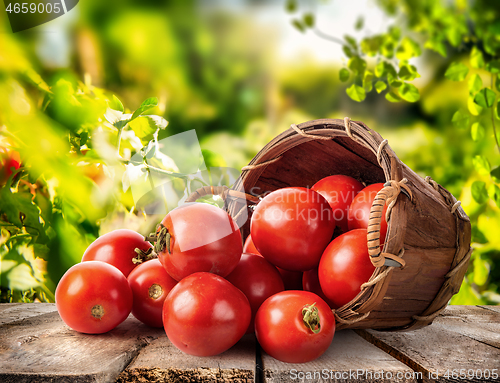 Image of Fresh tomato in basket 