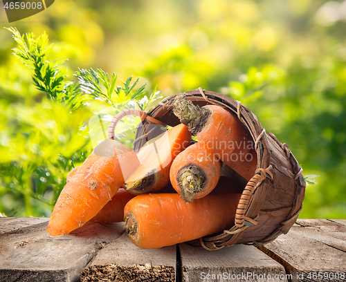 Image of Fresh carrots in basket