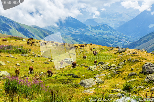 Image of Herd of Cows