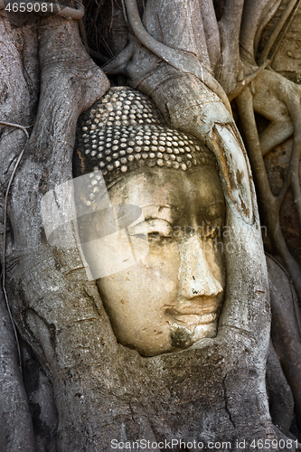Image of Buddha head in banyan tree, Thailand
