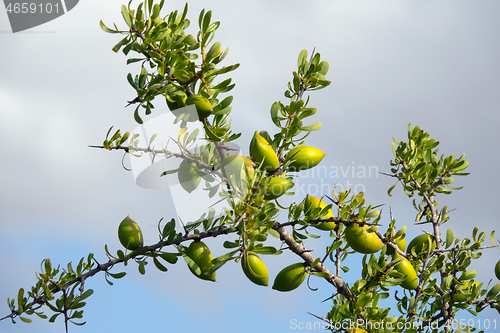 Image of Argan nuts on tree branch in Morocco