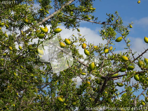 Image of Argan nuts on tree branch in Morocco