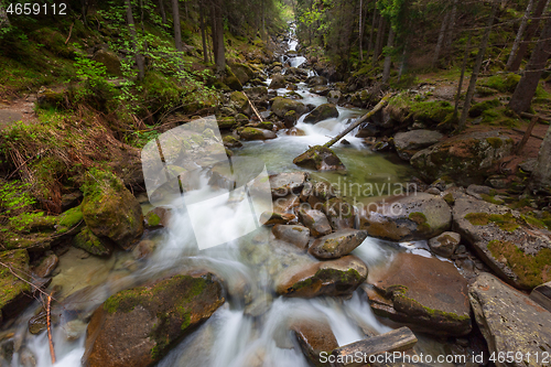 Image of Forest stream in mountains at spring