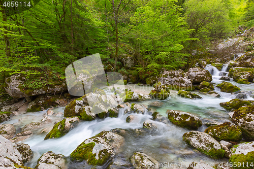 Image of Forest stream in mountains at spring