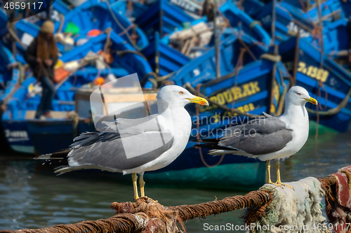 Image of Seagulls and blue boats in Essaouira