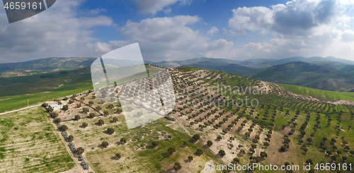 Image of Plantations of olive trees on hills in Morocco