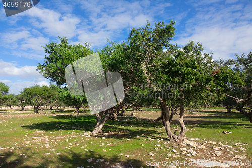 Image of Argan trees in Morocco