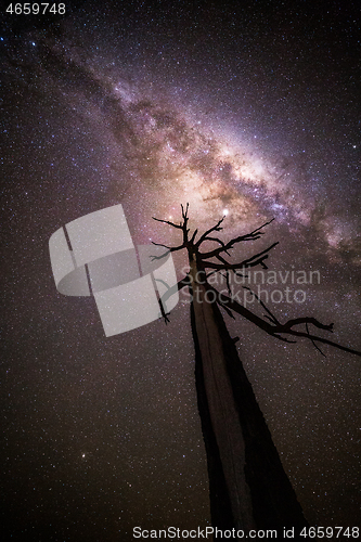 Image of Tree reaches for the stars shining brightly overhead