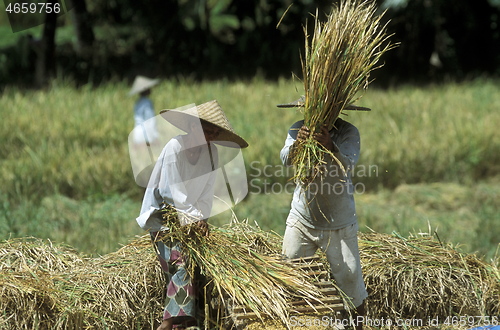 Image of ASIA INDONESIA BALI RICE TERRACE UBUD TEGALLALANG