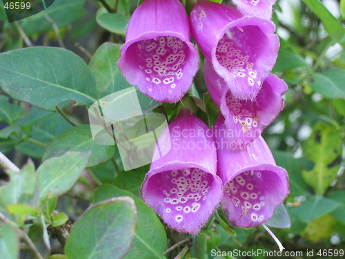 Image of Digitalis flowers