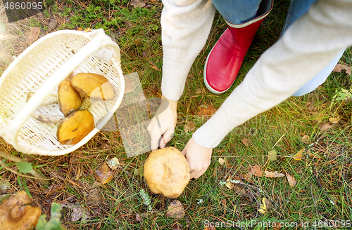 Image of woman picking mushrooms in autumn forest