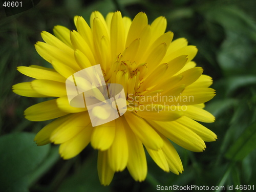 Image of Ring flower yellow