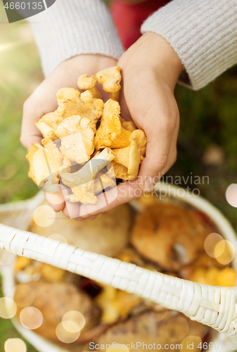 Image of hands with mushrooms and basket in forest