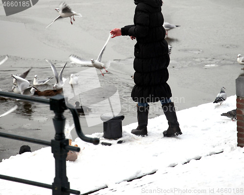 Image of Female feeding pigeons.