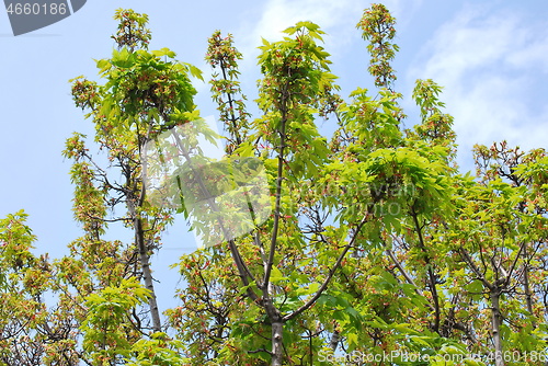 Image of Trees in nature.