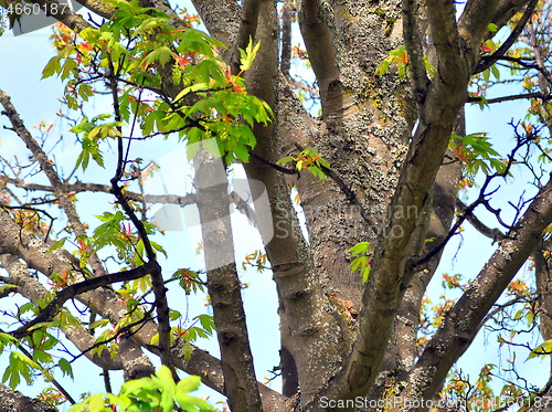 Image of Trees in nature.