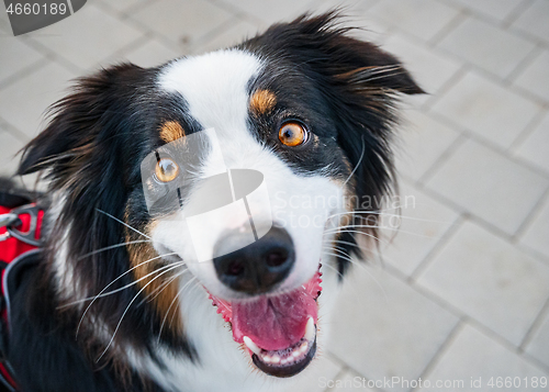 Image of Australian Shepherd dog