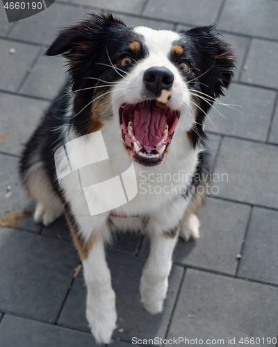 Image of Australian Shepherd dog