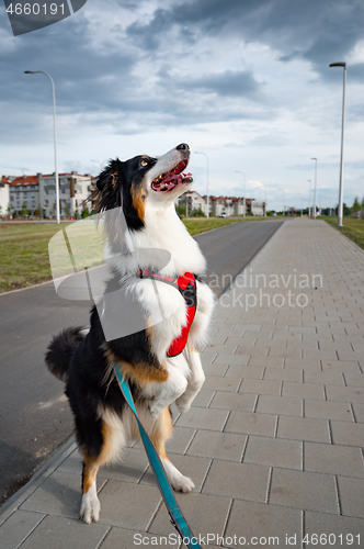 Image of Australian Shepherd dog