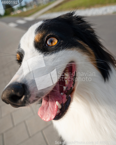 Image of Australian Shepherd dog