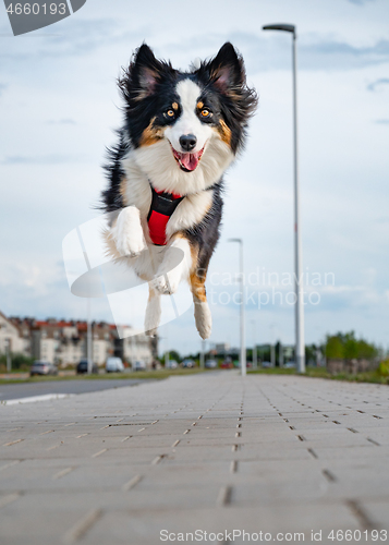 Image of Australian Shepherd dog