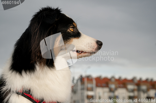 Image of Australian Shepherd dog