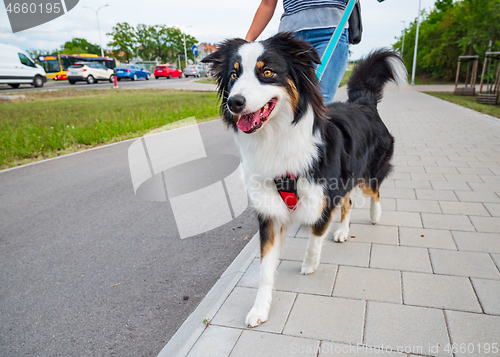 Image of Australian Shepherd dog