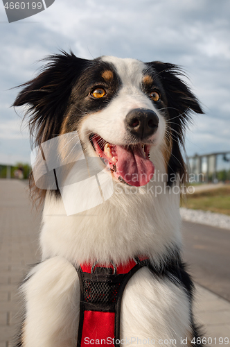 Image of Australian Shepherd dog