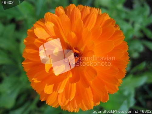 Image of Ring flower orange