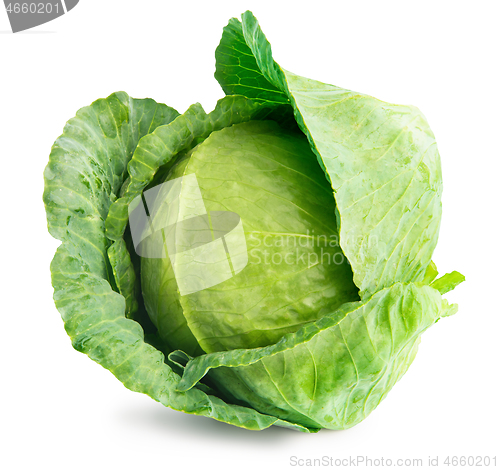 Image of Head Green Cabbage