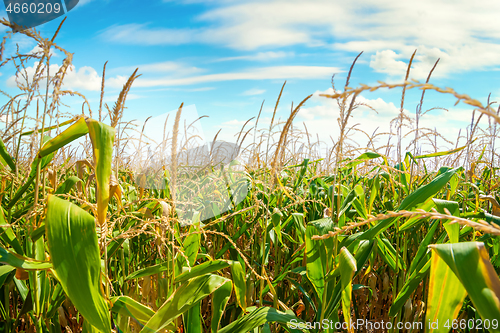 Image of Field with green corn 