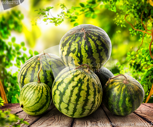 Image of Watermelon in a basket