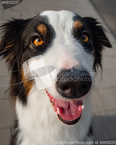 Image of Australian Shepherd dog