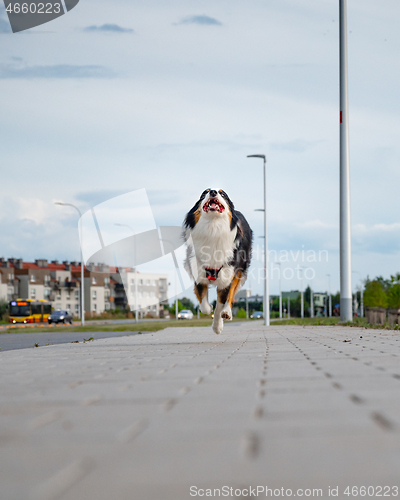 Image of Australian Shepherd dog