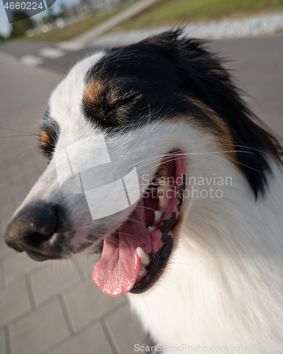 Image of Australian Shepherd dog