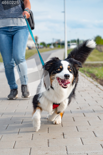 Image of Australian Shepherd dog