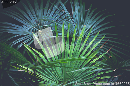 Image of Beautiful fan palms - Livistona australis