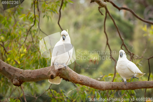 Image of Happy cockatoos on a tree branch in Australian bush