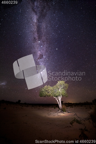 Image of Illuminated tree under starry sky