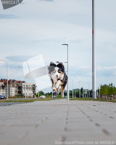 Image of Australian Shepherd dog